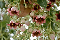 Kurrajong Bottle Tree Brachychiton Populneus – Flowering Tree Seeds