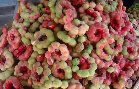 Pithecellobium Dulce Manila Tamarind Tree Seeds
