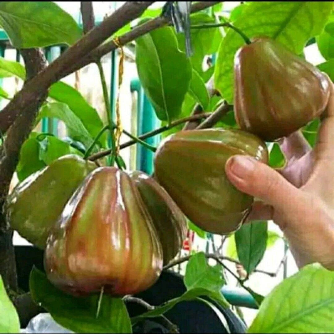 Graftedd Syzygium Aqueum King Rose Fruit Tree – Hardy Flower Seeds