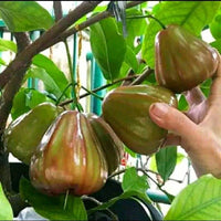 Graftedd Syzygium Aqueum King Rose Fruit Tree – Hardy Flower Seeds