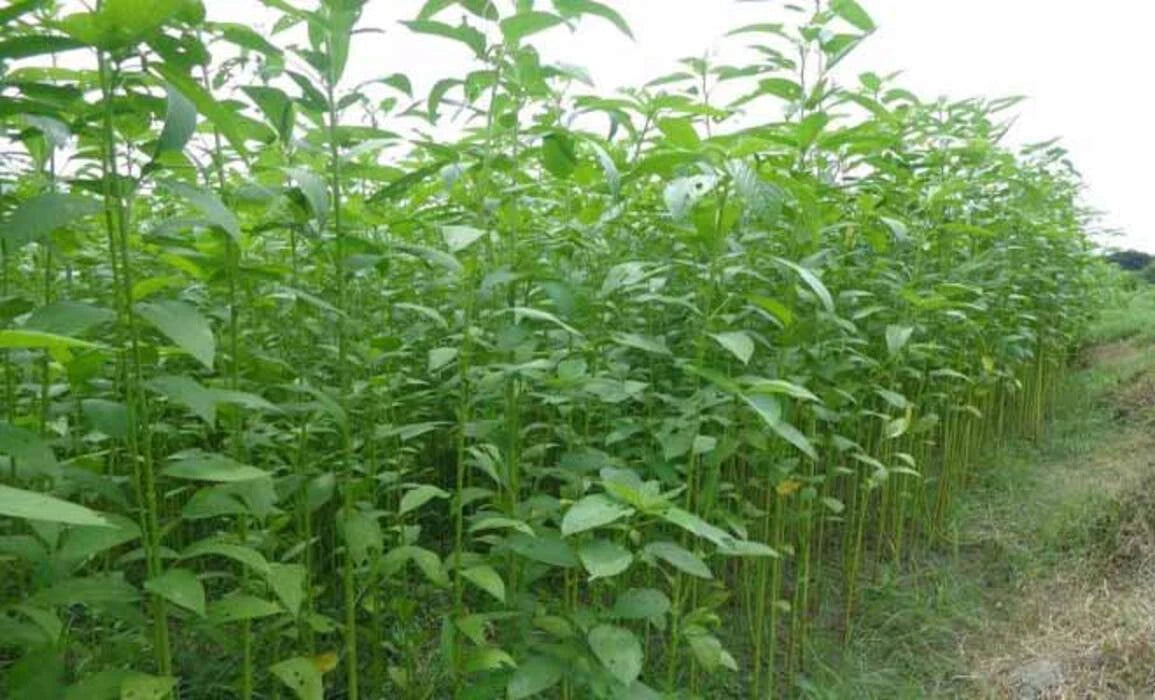 White Jute Corchorus Capsularis – Herb Vegetable Seeds
