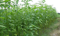 White Jute Corchorus Capsularis – Herb Vegetable Seeds