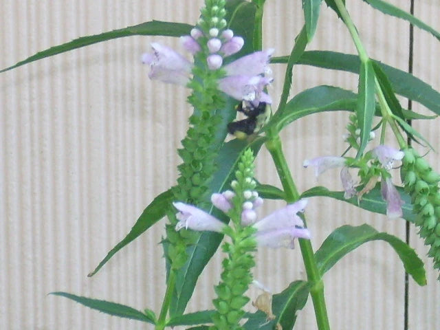 Obedient Plant Physostegia Virginiana – Colorful Perennial Flower Seeds