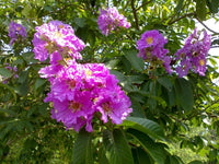 Lagerstroemia Speciosa Flos Reginae – Queen Crape Myrtle Tree Seeds