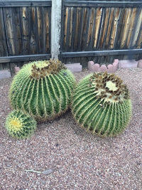 Golden Barrel Cactus Echinocactus Grusonii – Succulent Garden Seeds
