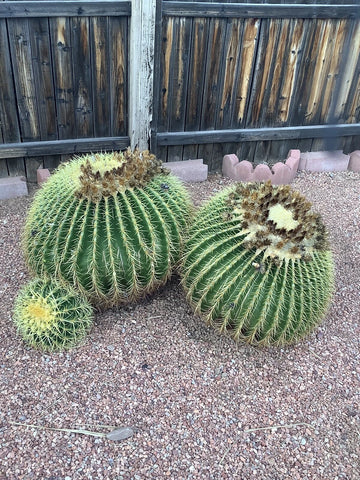 Golden Barrel Cactus Echinocactus Grusonii – Succulent Garden Seeds