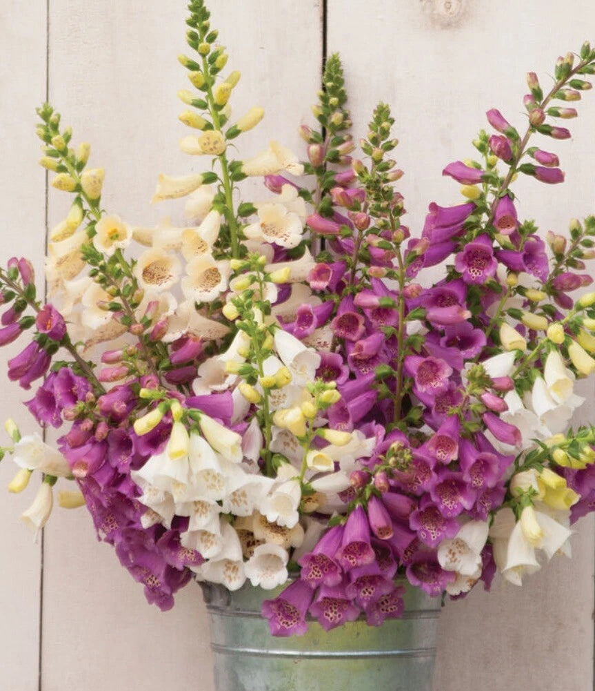 Foxglove Foxy Mix Digitalis Biennial Flower Garden Seeds