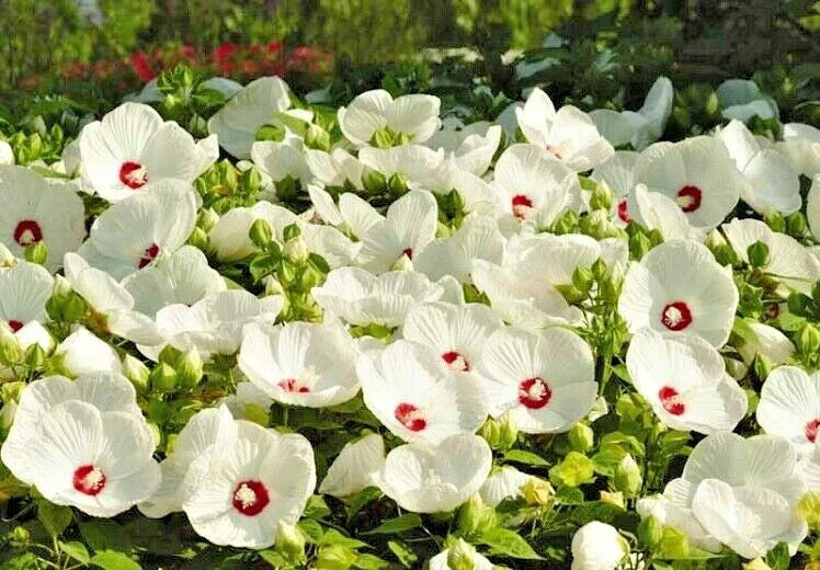 Luna White Hibiscus Hibiscus Moscheutos – Hardy Perennial Flower Seeds