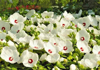 Luna White Hibiscus Hibiscus Moscheutos – Hardy Perennial Flower Seeds