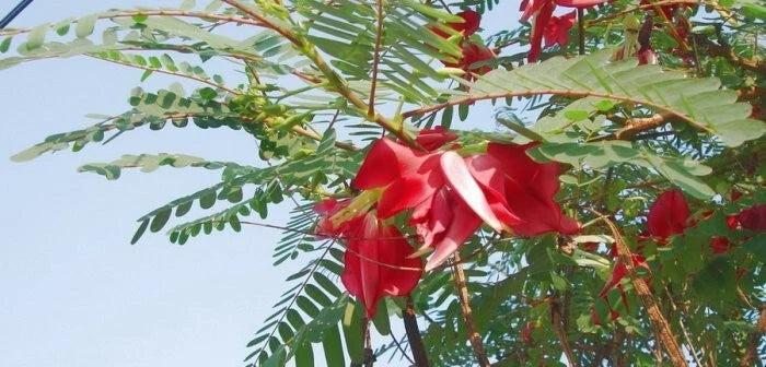Scarlet Wisteria Sesbania Grandiflora – Edible Flowering Tree Seeds
