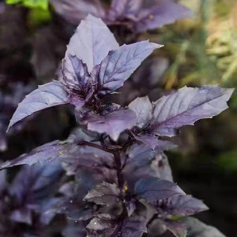 Purple Basil Culinary Herb Seeds