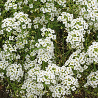 Carpet of Snow Sweet Alyssum Lobularia Maritima – Colorful Wildflower Seeds