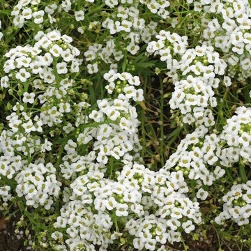 Carpet of Snow Sweet Alyssum Lobularia Maritima – Colorful Wildflower Seeds