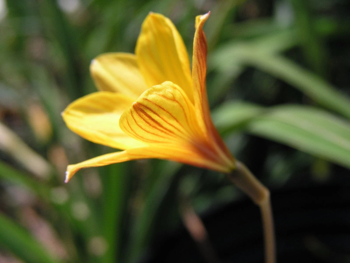 Rain Lily Habranthus Tubispathus Var Texanus New Zephyranthes