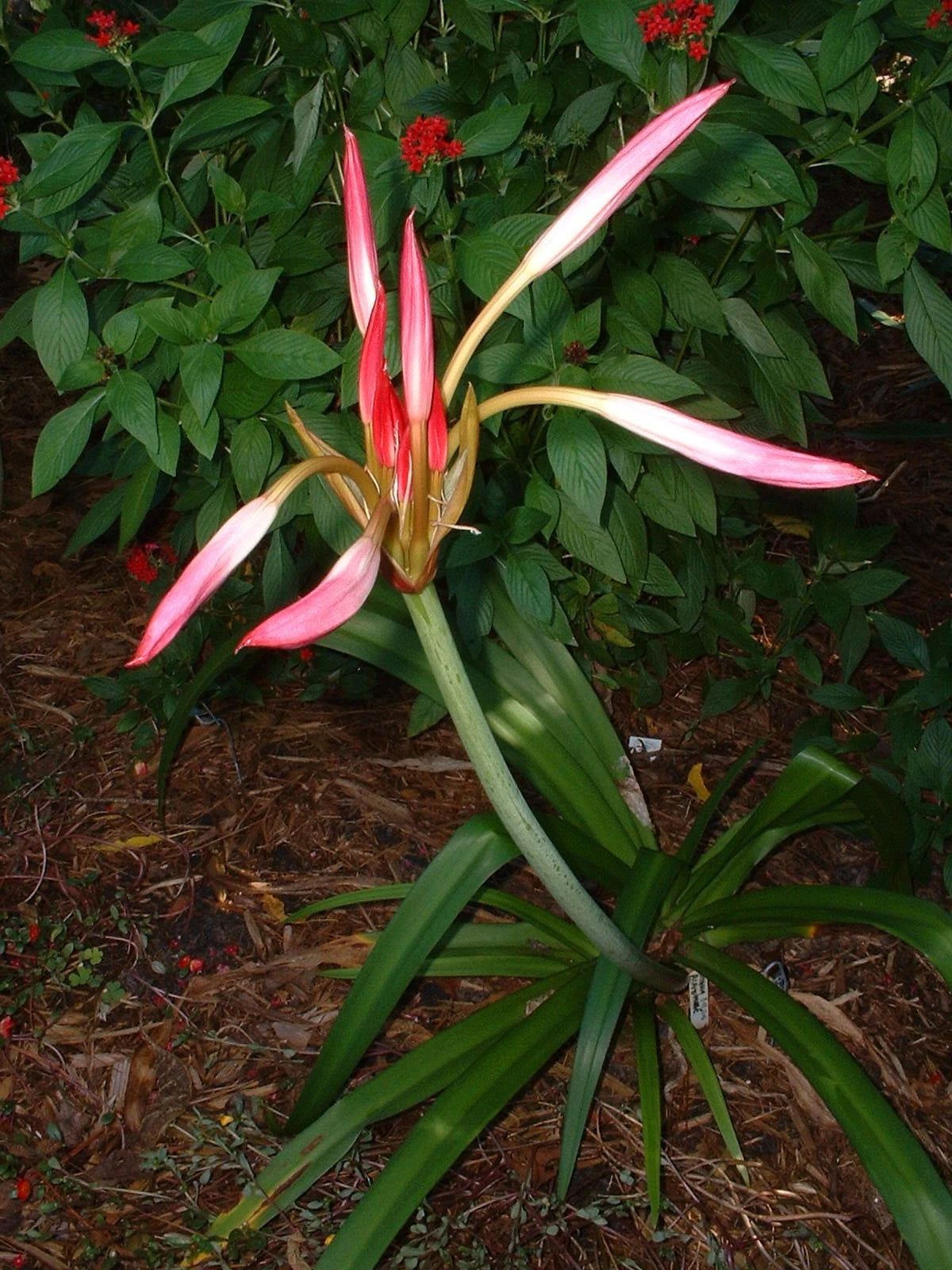 Crinum Lily Alamo – Garden Flower Seeds
