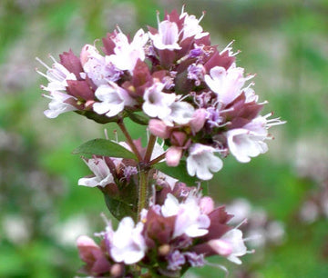 Italian Oregano Origanum Vulgare Herb Garden Seeds