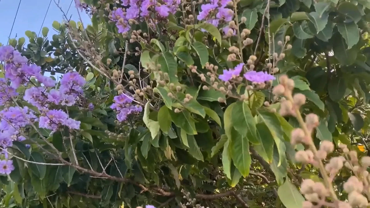 Lagerstroemia Speciosa Flos Reginae Tree Seeds Queens Crape Myrtle Herb – Hardy Flower Seeds