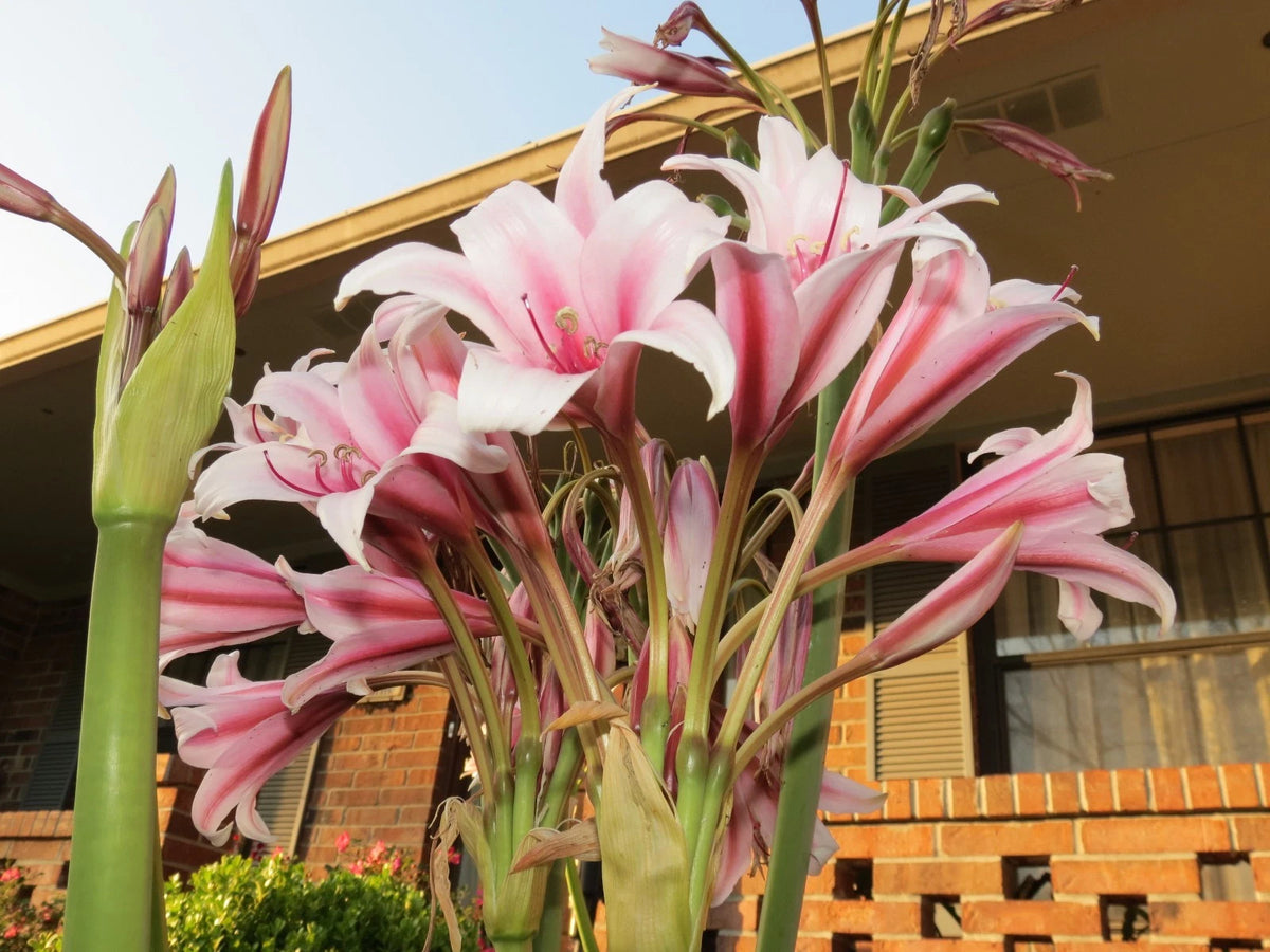 Crinum Lily Bulbispermum Chess Queen Small-size Bulb - Flower Seeds
