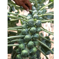 Brussels Sprouts – Hardy Vegetable Seeds