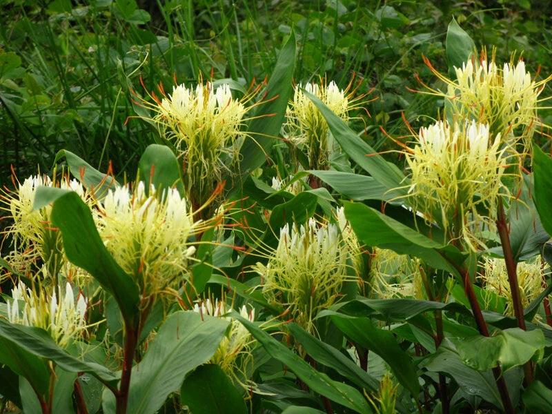 Hedychium Ellipticum – Hardy Shaving Brush Ginger Flower Seeds