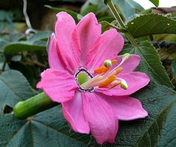 Passiflora Mollissima Banana Passion Fruit Climbing Vine – Fruit Seeds