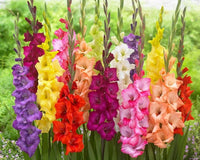 Gladiolus Bulbs, Mixed Colors - Sword Lily, Easy to Grow Perennial