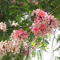 Cassia Javanica Pink Shower Fragrant Tree – Flower Seeds Fragrant