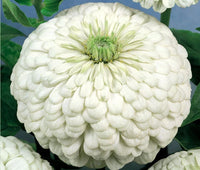 Zinnia Polar Bear Zinnia Elegans – Compact Garden Flower Seeds