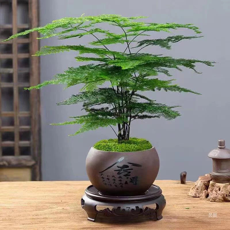 X Asparagus Setaceus – Garden Flower Seeds