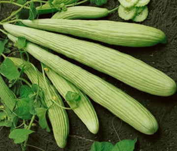 Cucumber Cucumis Melo – Burpless Armenian Yard Long Vegetable Seeds