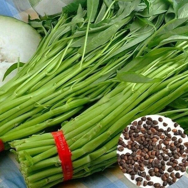 G Water Spinach – Garden Vegetable Seeds