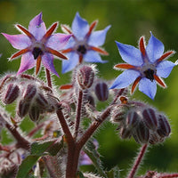 Borage – Blue Flower Herb Seeds for Garden