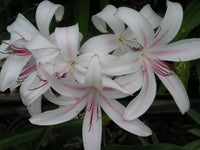 Crinum Lily Sundance – Garden Flower Seeds