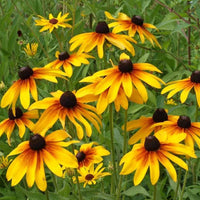 Gloriosa Daisy – Bright Wildflower Garden Seeds