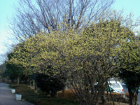 Chimonanthus Praecox Shrub Fragrant Wintersweet Hardy Allspice –