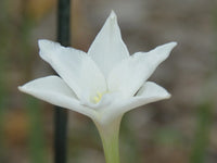 Rain Lily Zephyranthes Chlorosolen Habranthus - Flower Seeds