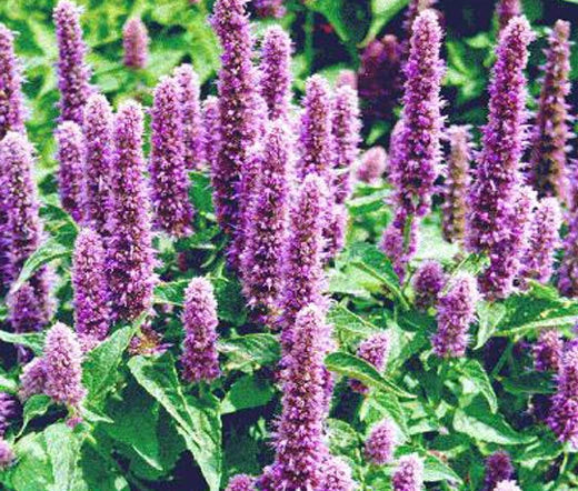 Agastache Giant Hyssop Lavender Blue Agastache Mexicana – Fragrant Garden Herb Seeds