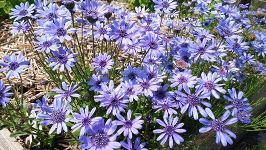True Blue Felicia Heterophylla Colorful African Daisy Flower Seeds