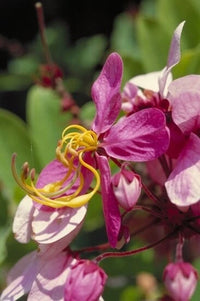 Cassia Javanica – Pink Shower Flowering Tree Seeds