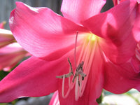 Crinum Lily Oh – Garden Flower Seeds