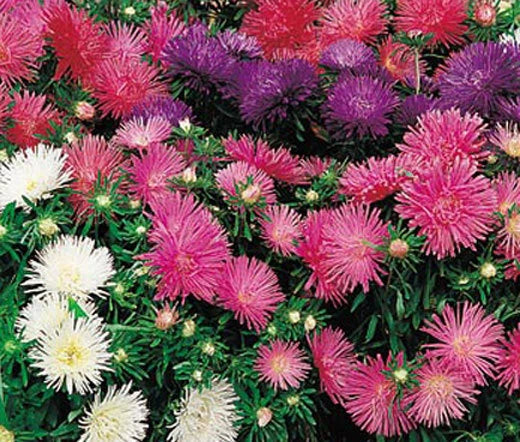 Aster Starlight Mixed Colors Callistephus Chinensis – Dwarf Garden Flower Seeds