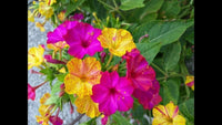 Four O'Clock Marvel of Peru Mirabilis Jalapa – Colorful Garden Flower Seeds