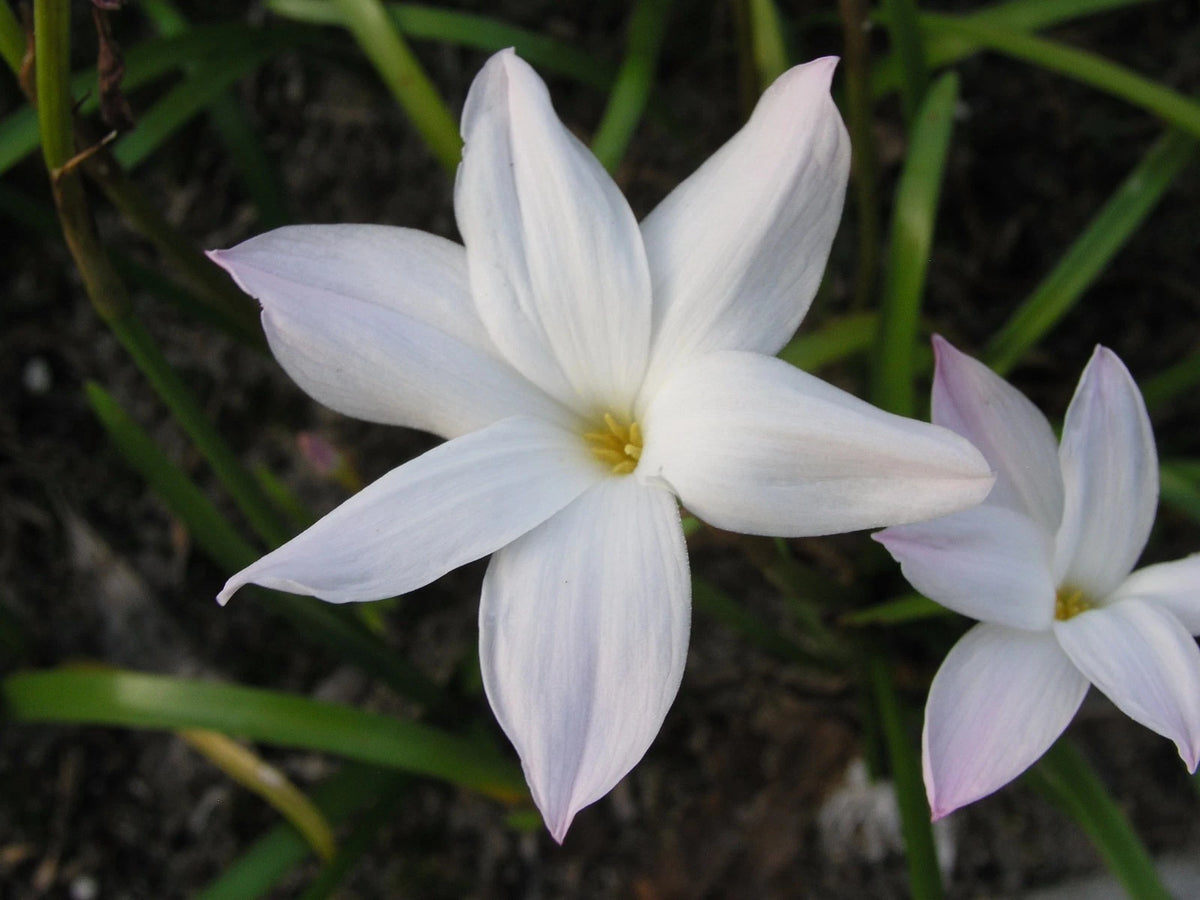 Rain Lily Zephyranthes Labufarosea Summer Ice New Habranthus - Flower
