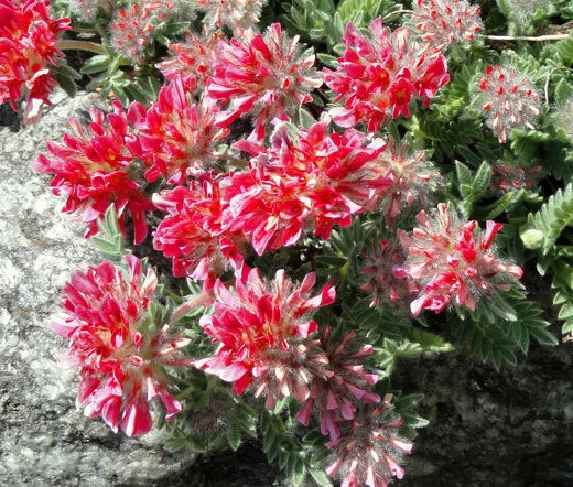 Anthyllis Red Carpet Anthyllis Vulneraria Coccinea – Colorful Garden Flower Seeds