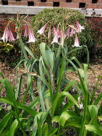 Crinum Lily Bulbispermum – Garden Flower Seeds