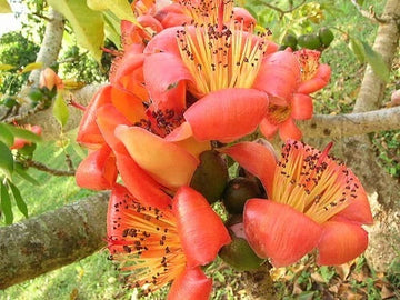 Red Silk Cotton Bombax Ceiba Edible Fruit Tree Seeds