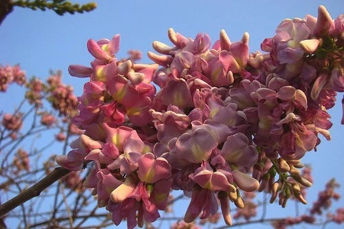 Gliricidia Sepium Flowering Nitrogen Fixing Tree Garden Seeds