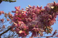 Gliricidia Sepium Flowering Nitrogen Fixing Tree Garden Seeds