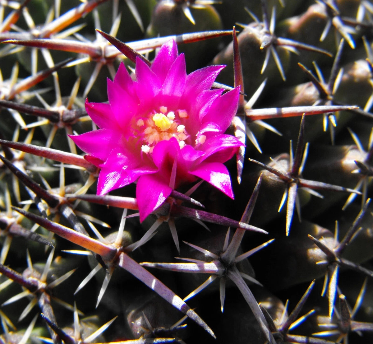 Mammillaria Mystax – Decorative Powder Puff Cactus Seeds