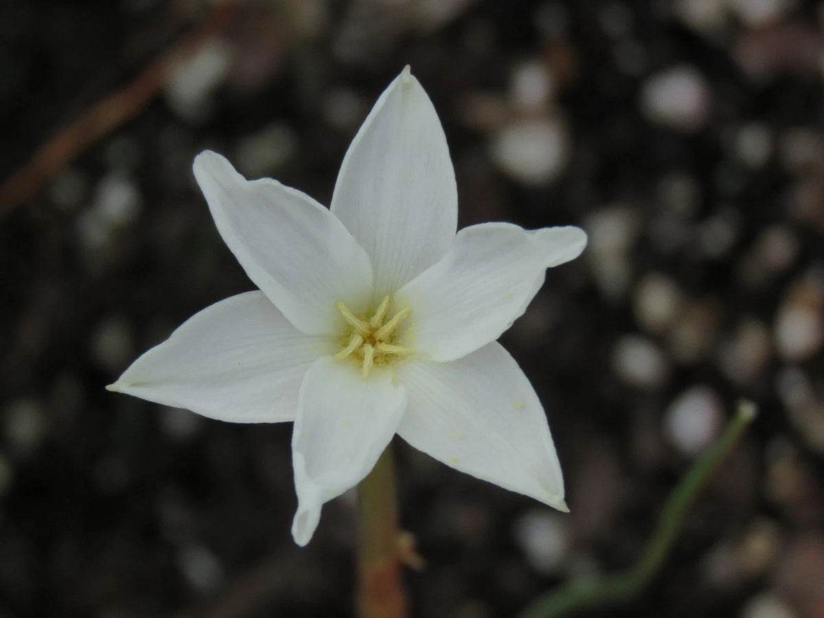 Rain Lily Zephyranthes Chlorosolen Perennial Garden Flower Seeds